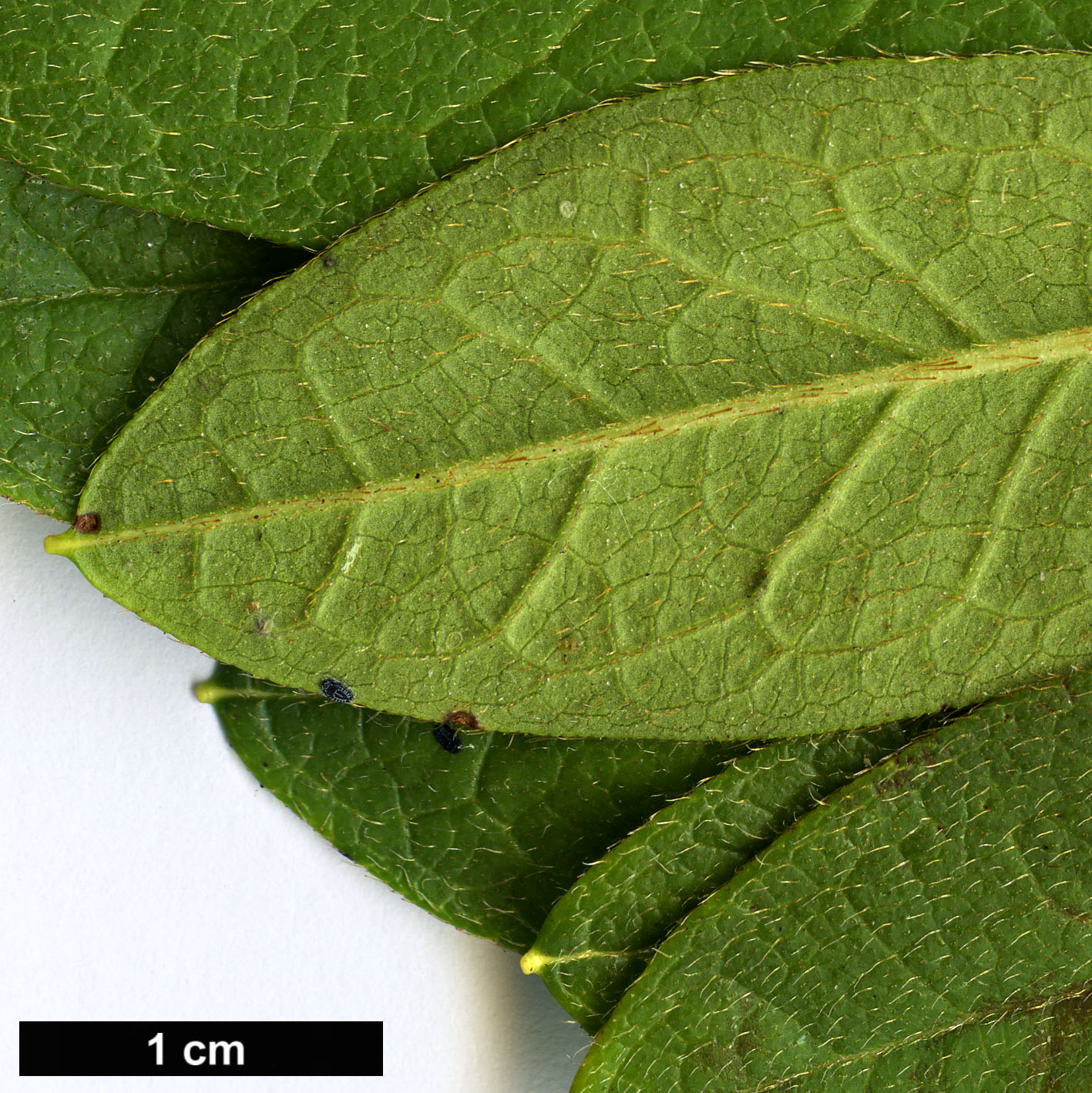 High resolution image: Family: Ericaceae - Genus: Rhododendron - Taxon: ×pulchrum (R.mucronatum × R.scabrum)